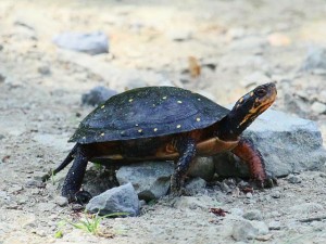 Spotted_turtle_craig_smith